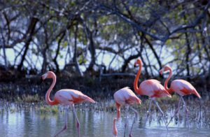 Bonaire Flamingo Sanctuary