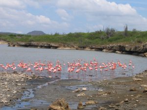 Bonaire Pink Flamingos