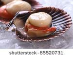 Queen Scallop